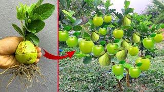 Great idea to grow Gauva with Apple and  get fruit for fast results