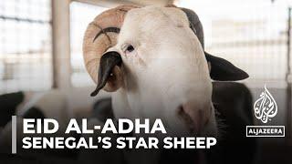 Eid al-Adha celebrations Sheep beauty pageants in Dakar