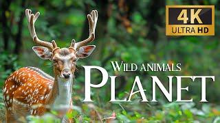 Wild Animals Planet 4K  Discovery Relaxation Beautiful Wildlife Movie with Relaxing Piano Music