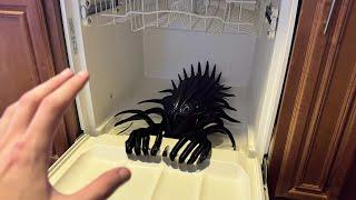 this WEIRD CREATURE was IN my DISHWASHER