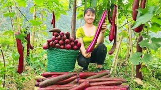 Harvesting Big Squash Goes To Market Sell - Farm life  New Free Bushcraft