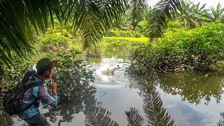 REZEKI NOMPLOK  Mancing Dirawa Yang Lama Tertutup Ikannya Kelaparan