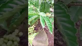 kebun kopi david banyuwangi cakman