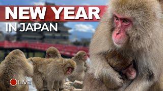 Monkeys Mountains and Castles on New Year in Japan live