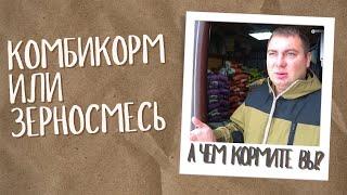 Комбикорм или зерносмесь? Чем выгодней кормить? Глазовский комбикормовый завод