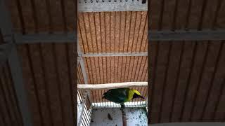 Pancingan burung cucak ranting