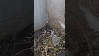 beautiful baby shalik - birds nest