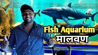 Fish Aquarium  Malvan  Kiran Paste Vlogs