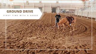 Teaching a Horse the Basics of Ground Driving