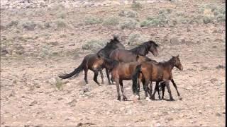 Nevada Wild Mustangs