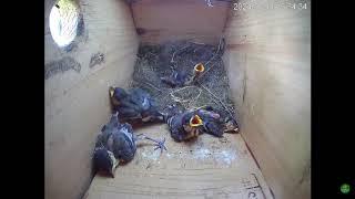 July.11.2024 l Great Tit Nest Cam Nyíregyháza Hungary - Review birds nest daily life p02