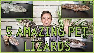 Five of the Best Pet Lizards You Could Possibly Get