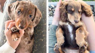  These Dachshund Puppies Help You Happier Everyday   Cute Puppies