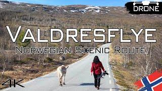 Norwegian Scenic Routes Reindeer near Valdresflye