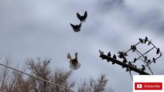 Ukrainian skycutter pigeons мои Николаевские голуби