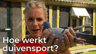 Hoe werkt duivensport?  Doen Ze Dat Zo?  Het Klokhuis