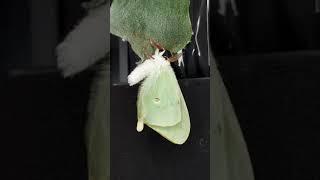 Una polilla luna Actias luna en el paso final de su metamorfosis el despliegue de las alas.