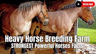 Heavy Horse Breeding Farm  STRONGEST Powerful Horses Facts