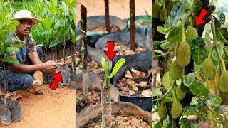 Super Early Hybrid Jackfruit Tree Grafting bud grafting Technique  All Season Jackfruit Plant