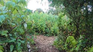 Garden Forage Walks Coming Up