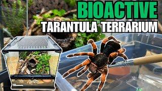 HOW TO MAKE A BIOACTIVE TARANTULA TERRARIUM Tarantula Cribs Acrylic Replacement Lids