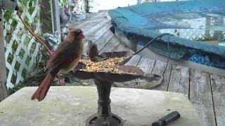 Cardinals Feeding On Back Porch 2018 Filmed With Flip minoPRO Camera