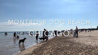 4K Downtown Chicago IL US - Montrose dog beach