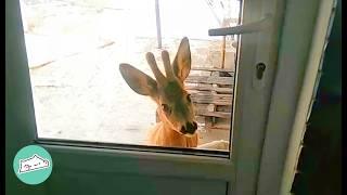 Tiny Deer Lost His Momma And Decided To Stay With This Family  Cuddle Buddies