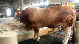 LIMOUSIN BOBOT 970 KG MILIK BAPAK AAN BUDI