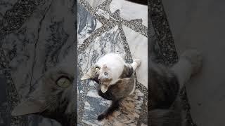 Болгарские котики #shortsvideo #cat #българскикотки #bulgaria