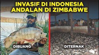 KENAPA IKAN NILA INVASIF DI INDONESIA TAPI MALAH ANDALAN DI ZIMBABWE BUAT DIMASAK?