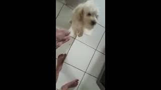 Milha cachorra enterando pão