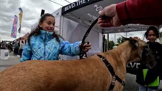 Cash 2.0 Great Dane at the Chatsworth Blockfest 2024 3 of 6