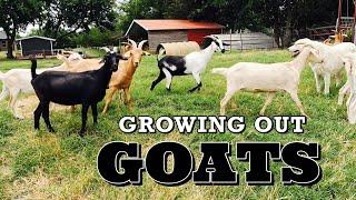 Growing Out GOATS  How We Grow Out Our Female Goats  Goat Video