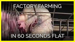 Factory Farming in 60 Seconds Flat