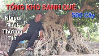 TỔNG KHO SANH QUÊ 500 CÂY + gần 100 SANH NĐ là chủ nhân TP TRỰC LẬP VỌNG VÂN .