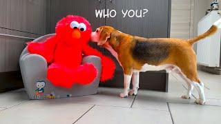 ELMO vs FUNNY DOGs PRANK   Funny Dogs Louie & Marie