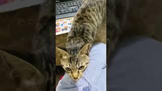 The warmest kitten in the world gives his owner massages every day  