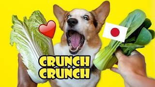 CORGIS Decision Whats the Best Japanese Veggie?