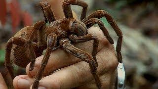 Holding a Wild Goliath Tarantula  Deadly 60  Earth Unplugged