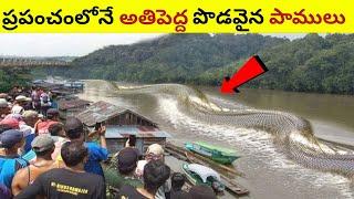 Top 10 biggest snakes in the world ప్రపంచంలోనే అతిపెద్ద పొడవైన పాములు  Toxic facts telugu