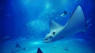 【海遊館】 大水槽の動画映像12時間  central tank of osaka aquarium KAIYUKAN 12hours
