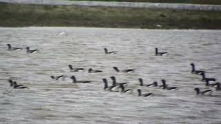 brent geese