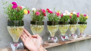 Creative Ideas Recycle Plastic Bottles To Make Beautiful Portulaca Moss Pots For Your Home