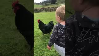 Toddler Be-Friending Rooster #shorts #rooster
