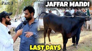 Last Jaffar Mandi Part 3 - Bakra Mandi 2024 - Dangerous Fateh Jangi bull 2024 - Qurbani 2024