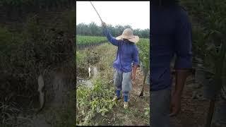 Memancing Ikan Di Kebun Sawit#Agroyama