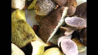 Boletus Badius Mushroom