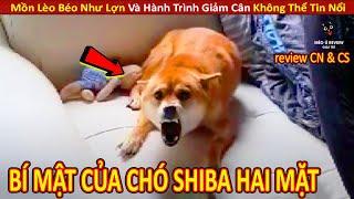 Chó Shiba Lật Mặt Nhanh Hơn Bánh Tráng Và Nỗi Niềm Bí Mật Phía Sau  Review Con Người Và Cuộc Sống