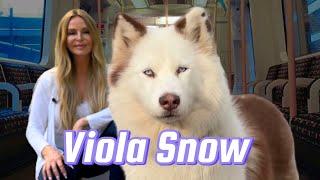 VIOLA SNOW - I MEET THE WORLDS MOST FAMOUS HUSKY